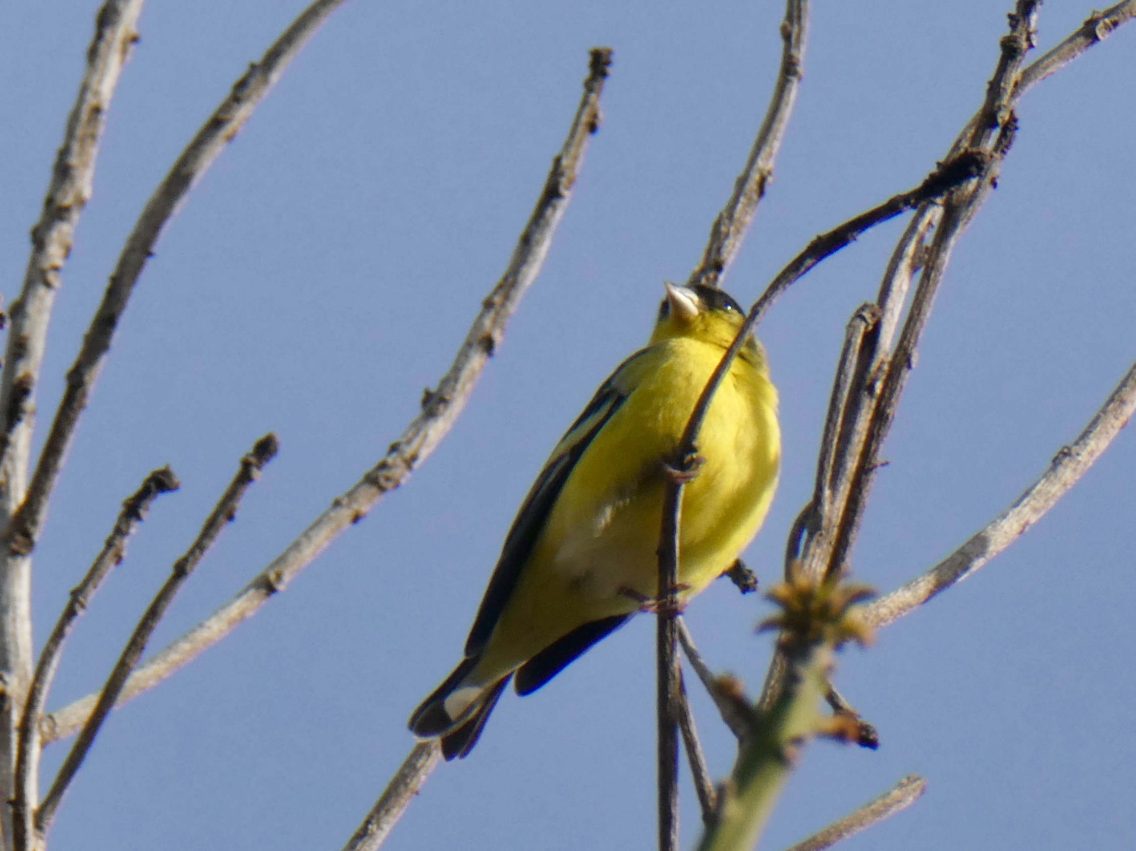 Lesser Goldfinch in a tree